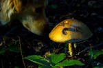 When Your Lil Bud Photobombs Your Mushroom Pic by MoonlightMysteria