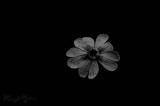 Lone Flower in Monochrome