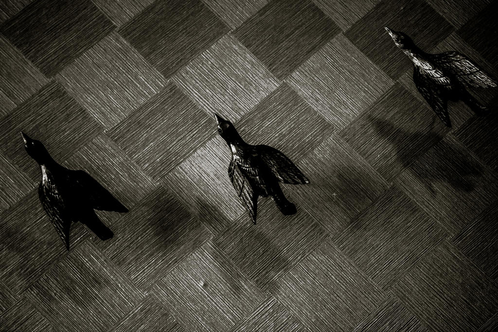 Shadow of Three Wooden Bird