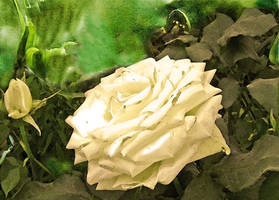 Rosa Blanca II