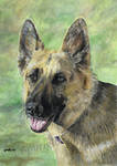 German Shepherd Dog by SRussellart