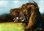 Irish Red Setter by SRussellart