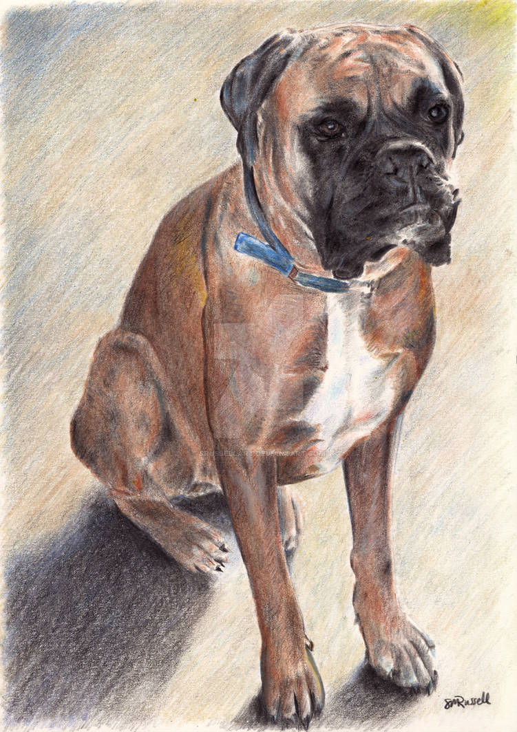 Deviantart Boxer Dog Boxer Dog Commission by SRussellart on DeviantArt
