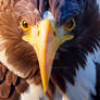 Juvenile Bald Eagle close-up