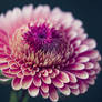 Chrysanthemum flower 02