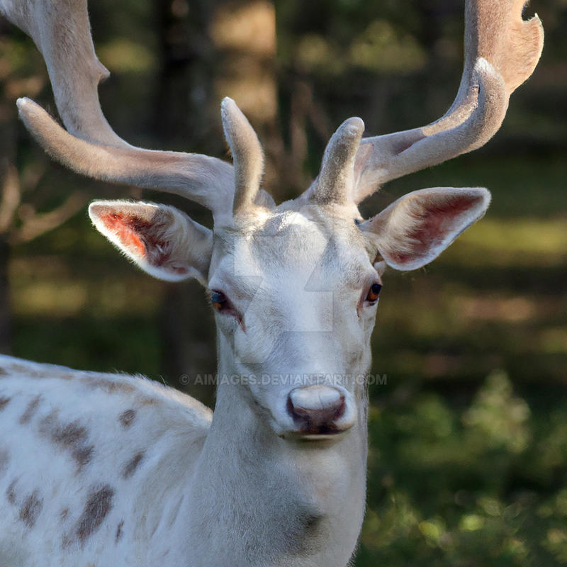 White fallow deer by AImages on DeviantArt