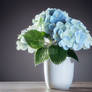 Blue hydrangea flower concept