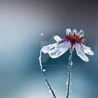 Frozen Flower