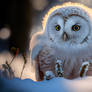 Owl In The Snow