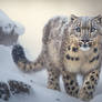 Snow leopard concept