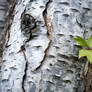 Tree's bark