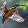 Kingfisher