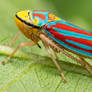 Red-banded Leafhopper - 4K Wallpaper