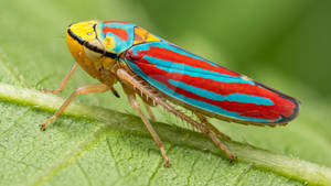 Red-banded Leafhopper - 4K Wallpaper