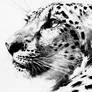 The Spirit of the Cheetah
