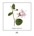 Capparis spinosa L. by GiuliaMecca