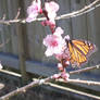 The Monarch And The Plum Tree