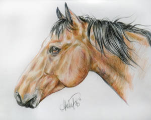 Pencil portrait of my Horse