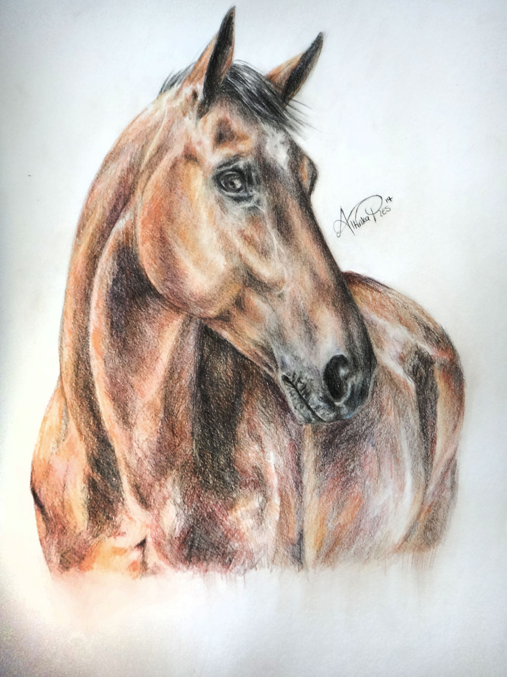 Another Horse Commission