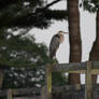Heron Studying the situation