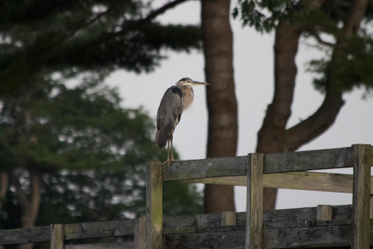 Heron Studying the situation