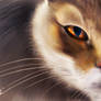 Stalking cat
