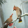 Winter birds