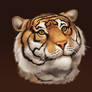 Tiger portrait