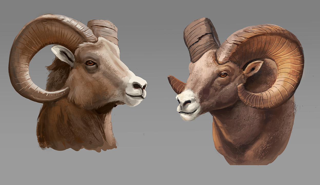 Ram digital color sketch