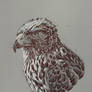 Hawk sketching