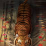 Tiger in the pond