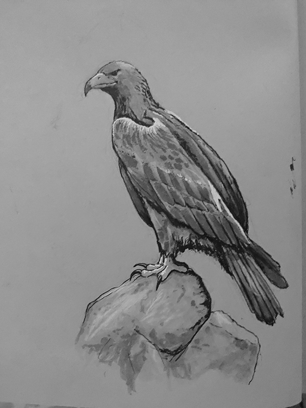 Eagle sketch