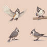 Tufted Titmouse