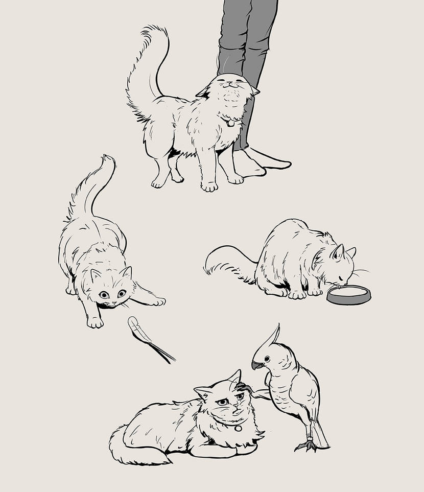 Pcat Poses Reference Cat pose practice by cicakkia on DeviantArt