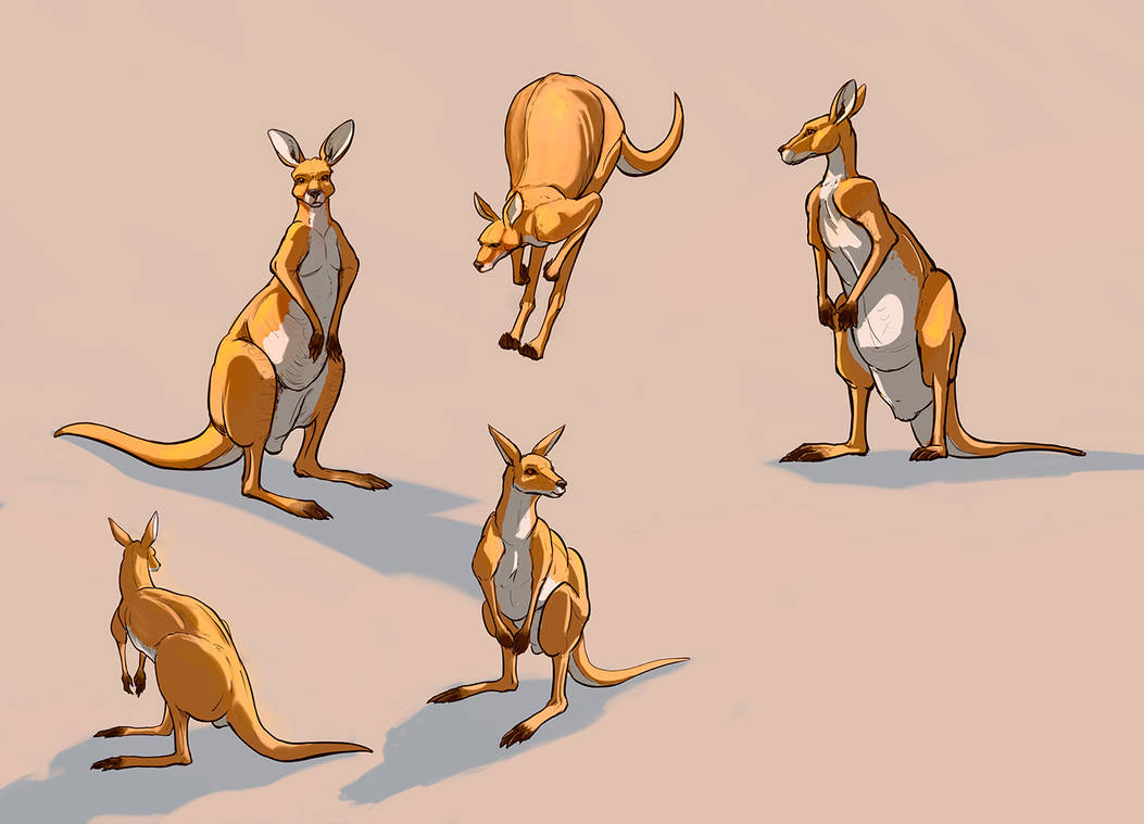KANGAROO by cicakkia on DeviantArt