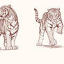 Tiger sketches