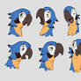 Jack the parrot facial expression