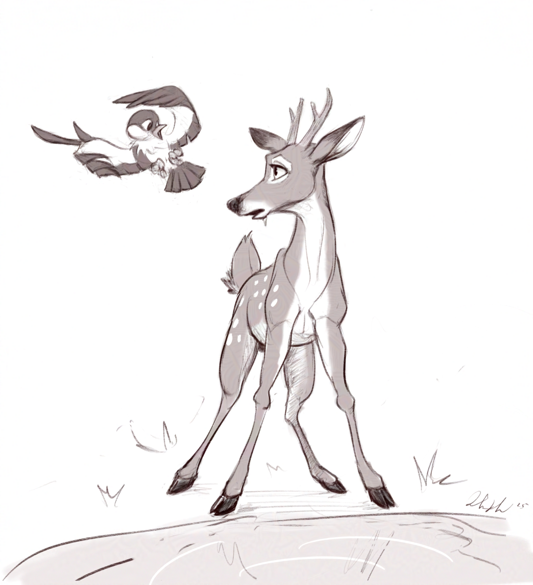 Deer