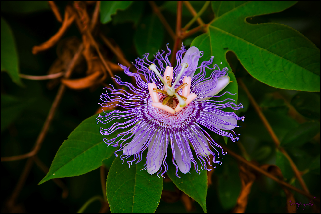 PASSION FLOWER