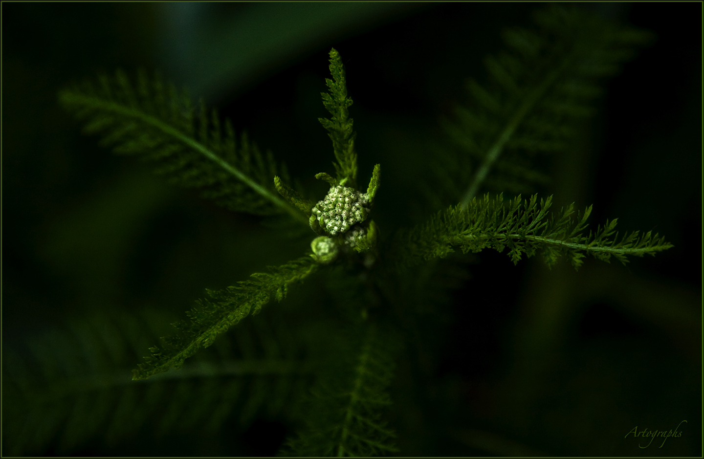 ANTIQUE FERN