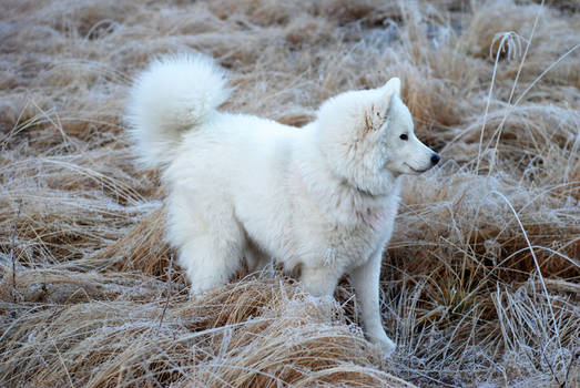 My samoyed dog