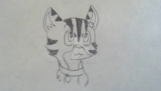 Crush (renamed kitten)