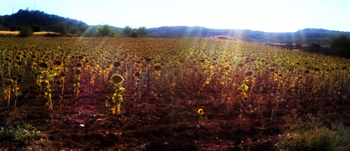 Sunflowes Cuenca, Spain