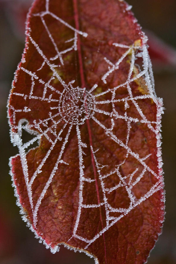 web on ice