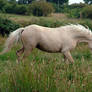 Little Welsh stallion