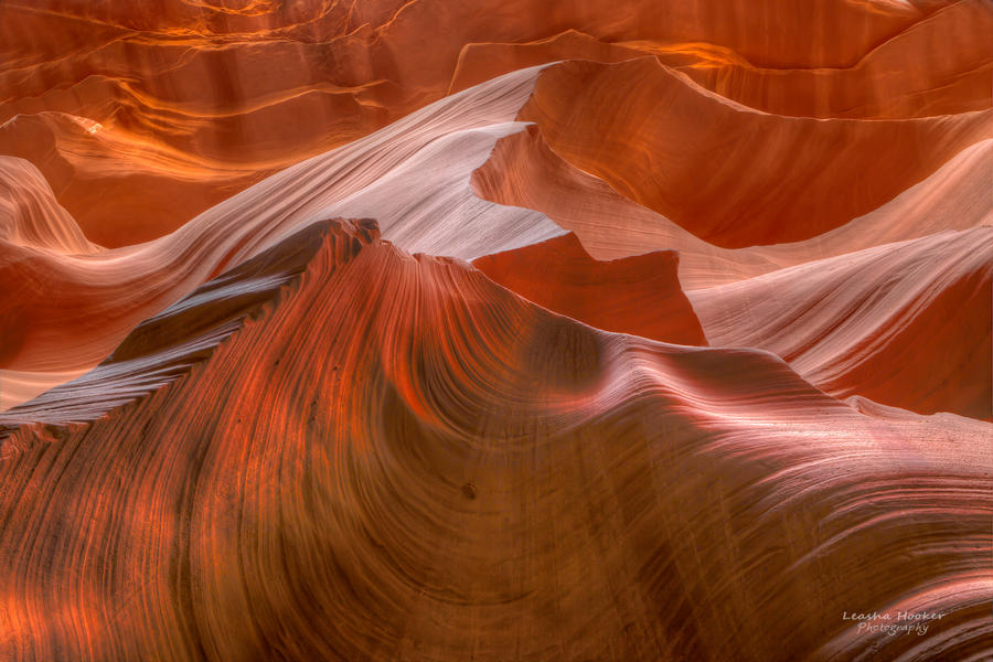 Antelope Wave