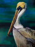 pelican by Ankaraven