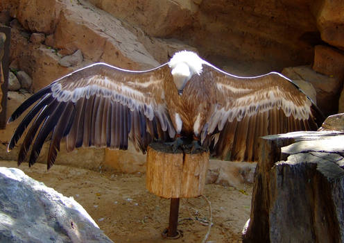 bowing vulture