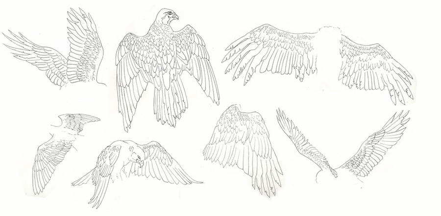 Wing Reference Real wings reference sheet by Ankaraven on DeviantArt