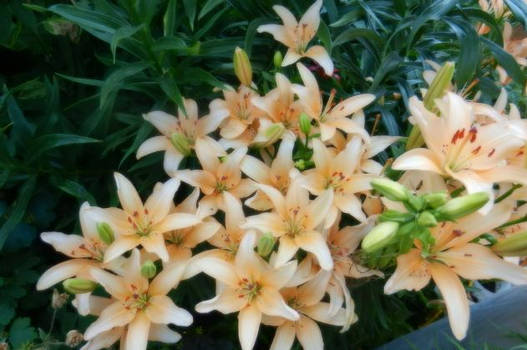 star flowers